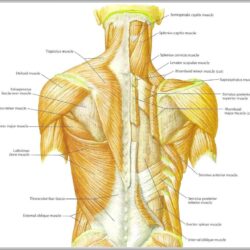 Muscles muscular musculos anatomical chest baja espalda olvidados escritos spinal